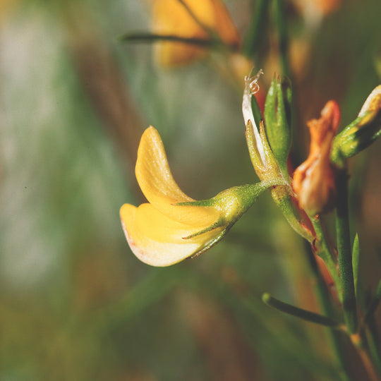 Rooibos