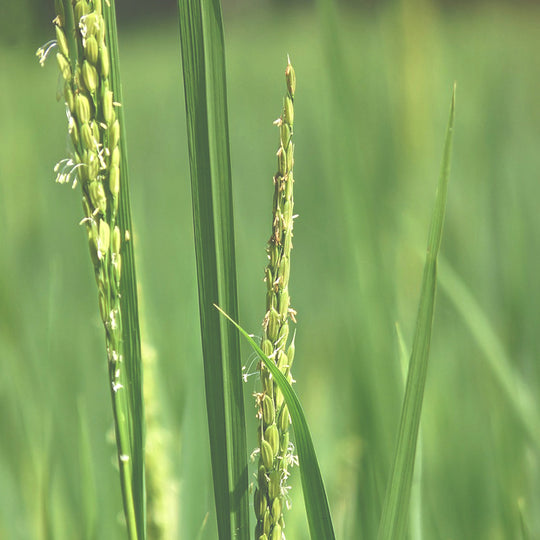 Rice ingredient in nature
