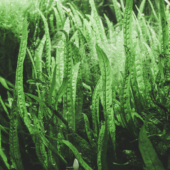 Sea Algae ingredient in nature