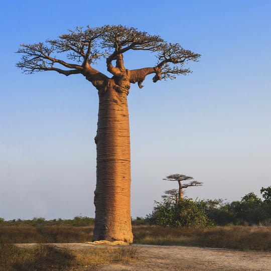 Baobab tree in nature
