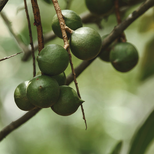 Macadamia ingredient in nature