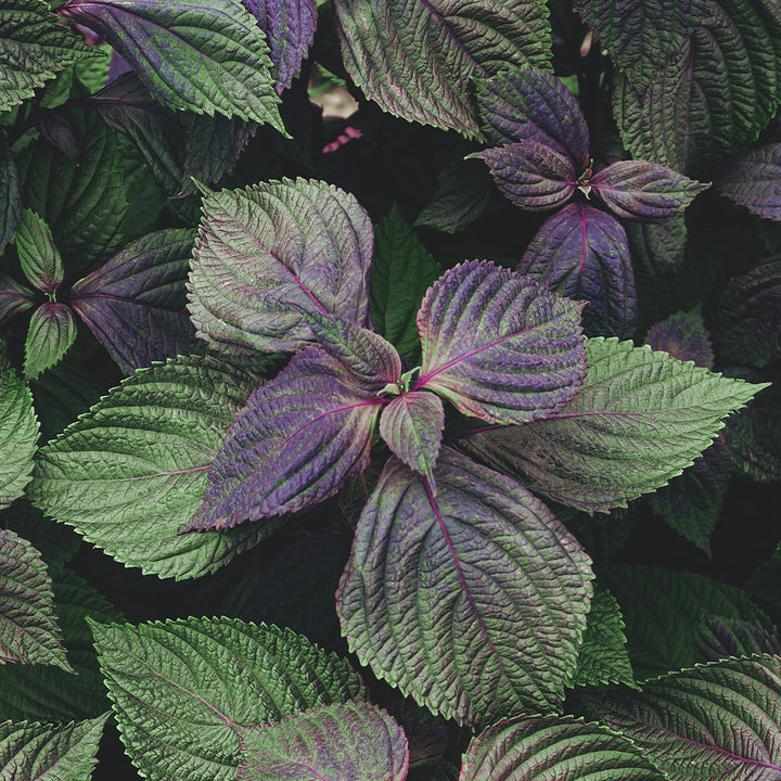 Shiso ingredient in nature