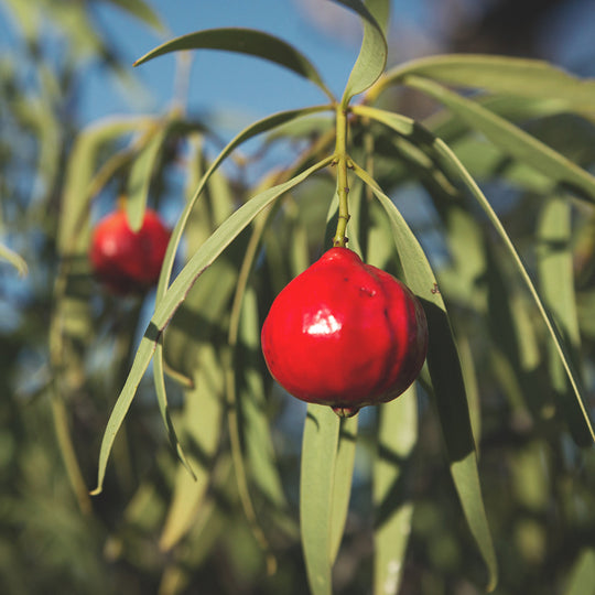 Quandong ingredient in nature